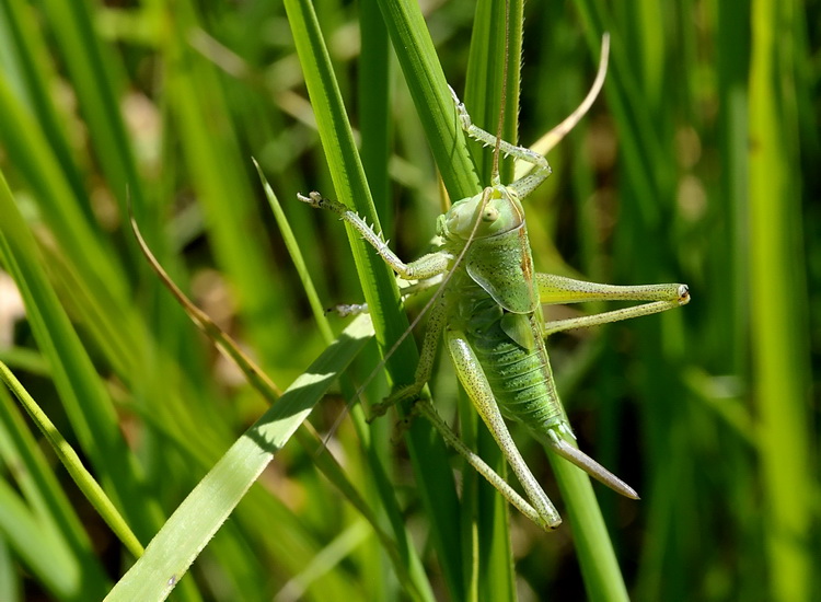 Monti Sibillini